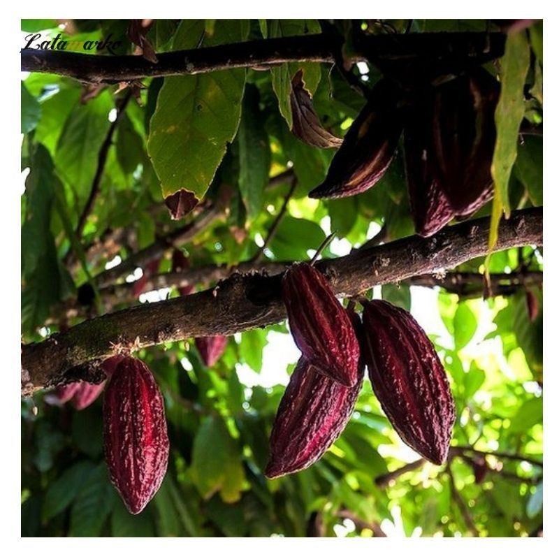 Hot Selling High Grade Organic Dried Cocoa Beans