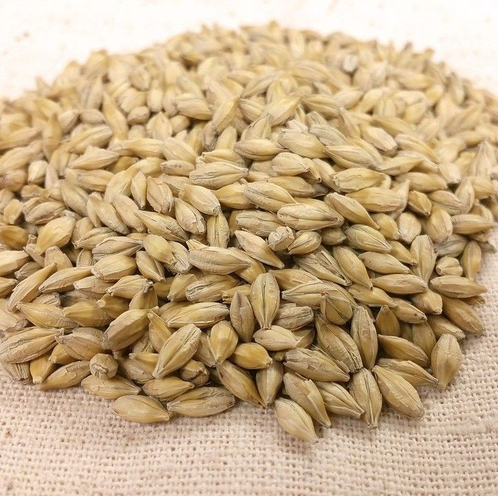 Barley for Malt, Barley Feed, Malted Barley Animal feed barley from South Africa