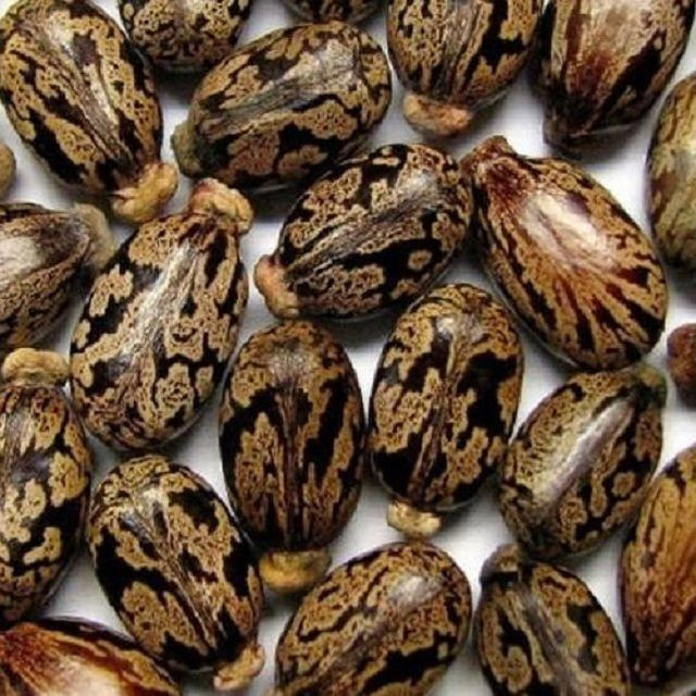 Castor Seeds High sprouting herb raw castor bean plant seeds Bulk Wholesale price oil seeds Bulk Castor