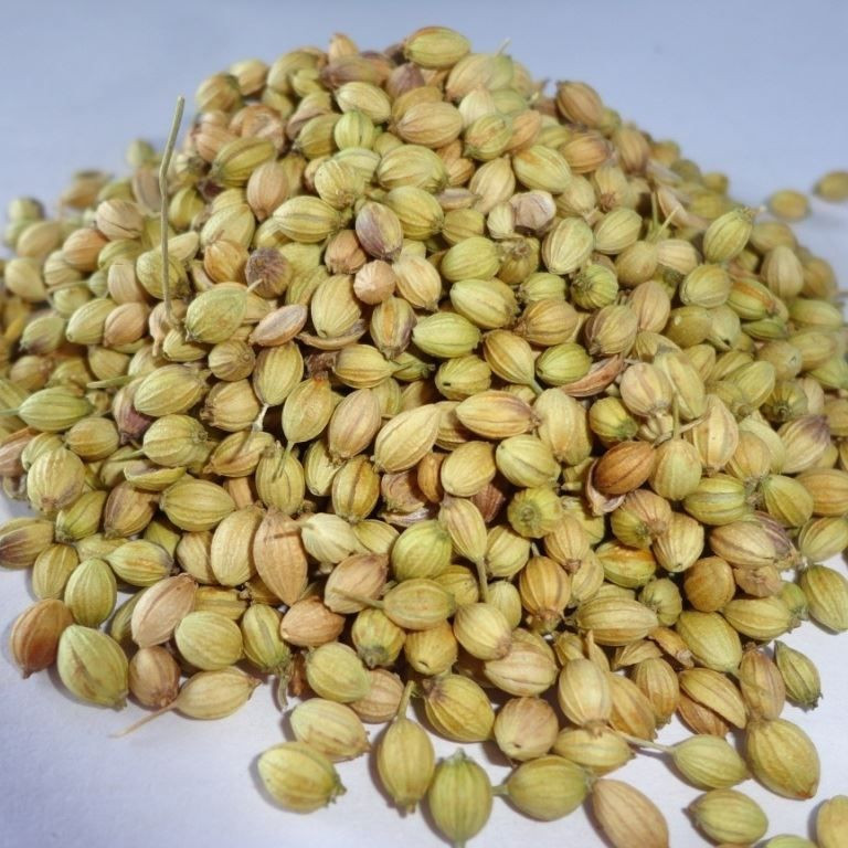 Coriander Seeds For Sell