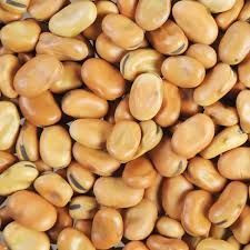 %100 High Quality Faba Beans