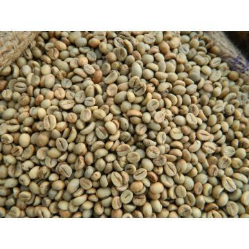 Best Arabica Green Coffee Beans With Shelf Life 25 Months In Plastic Packaging From Vietnam