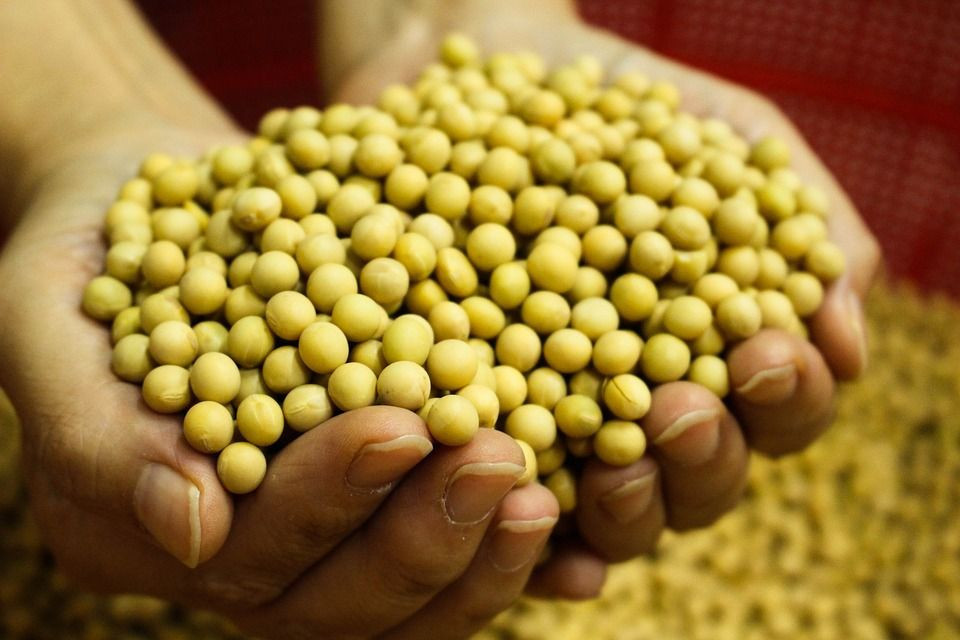 Dried Farm Soybeans for sale