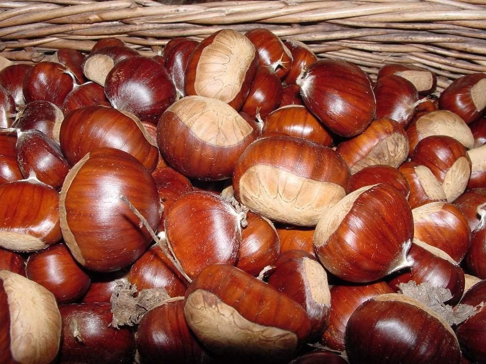 Wholesale fresh Chestnut/ Raw easy peel sweet roasted chestnuts organic snack food
