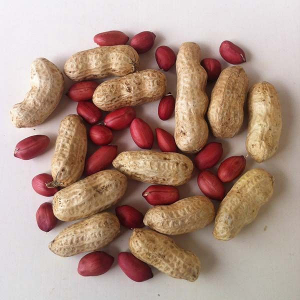 Best Grade PEANUT FOR SALE / Peanuts/Groundnut - JAVA 50-60 COUNT