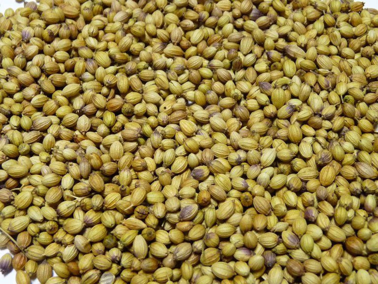 Coriander Seeds For Sell