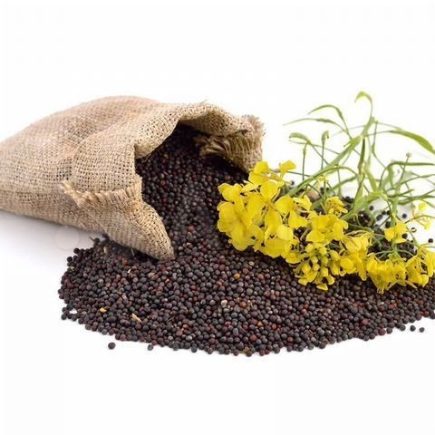 100% Quality Bag Packaging Canola Seeds Non-GMO Natural Organic Rape Seed Rapeseed
