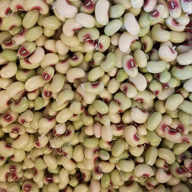 Kidney Beans Beans sugar pinto beans for sale Black White Red Cranberry Jugo