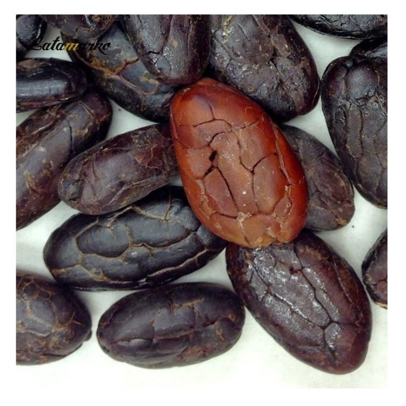 Hot Selling High Grade Organic Dried Cocoa Beans