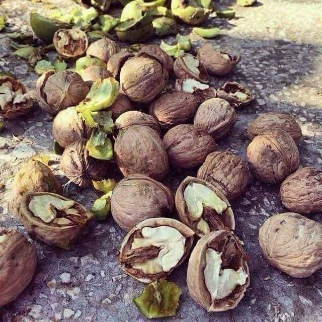 Raw Fresh Whole Shell Walnuts Kernels Good Quality Raw Walnut