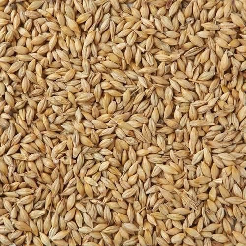 Barley for Malt, Barley Feed, Malted Barley Animal feed barley from South Africa