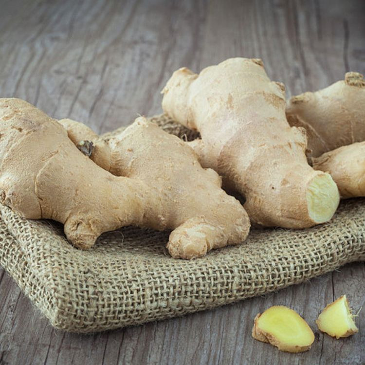 Fresh Ginger suppliers