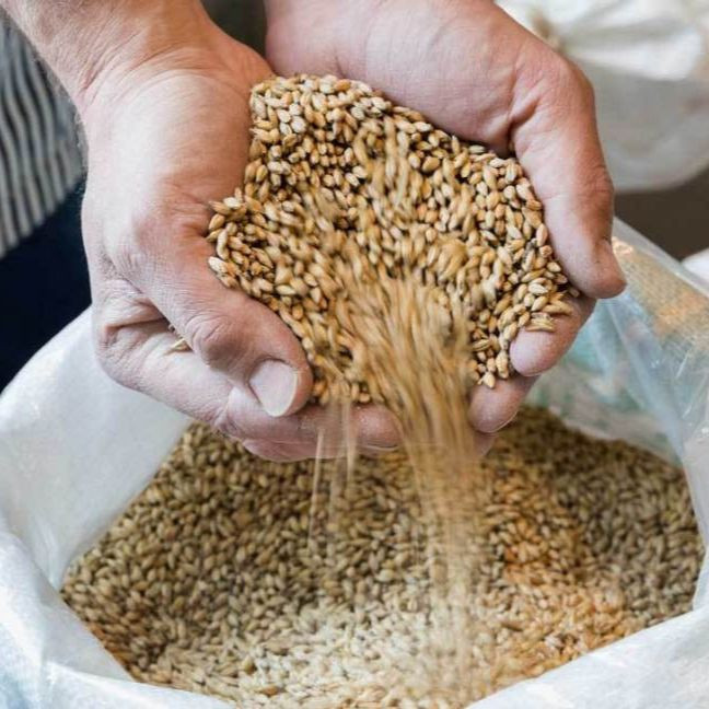 Wholesale Market Price Barley Animal Feed From South Africa