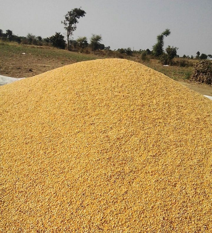Yellow Corn for Animal Feed