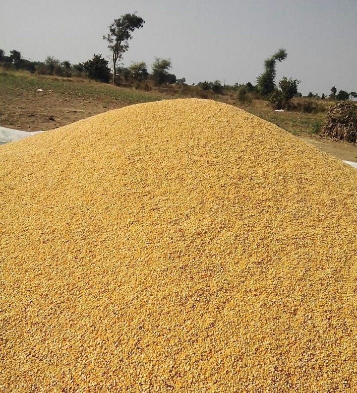 Yellow Corn for Animal Feed