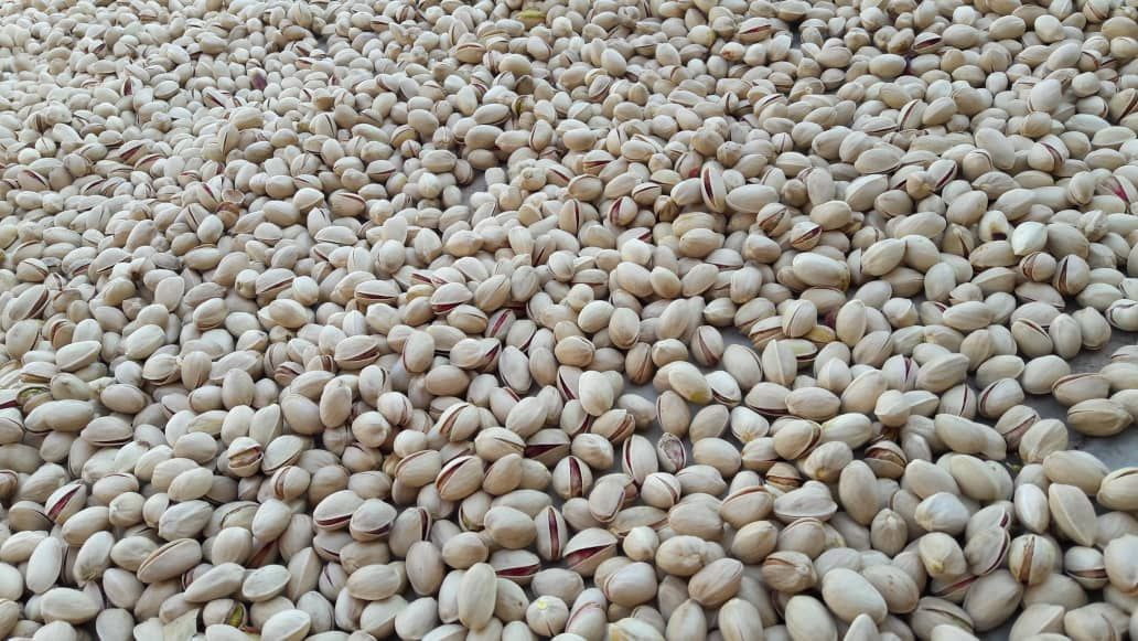 Top Quality Inshell 100% Natural Jumbo Pistachio nuts