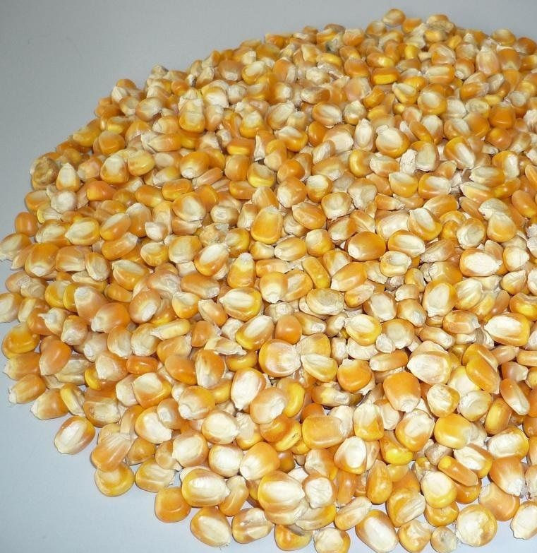 Yellow Corn for Animal Feed