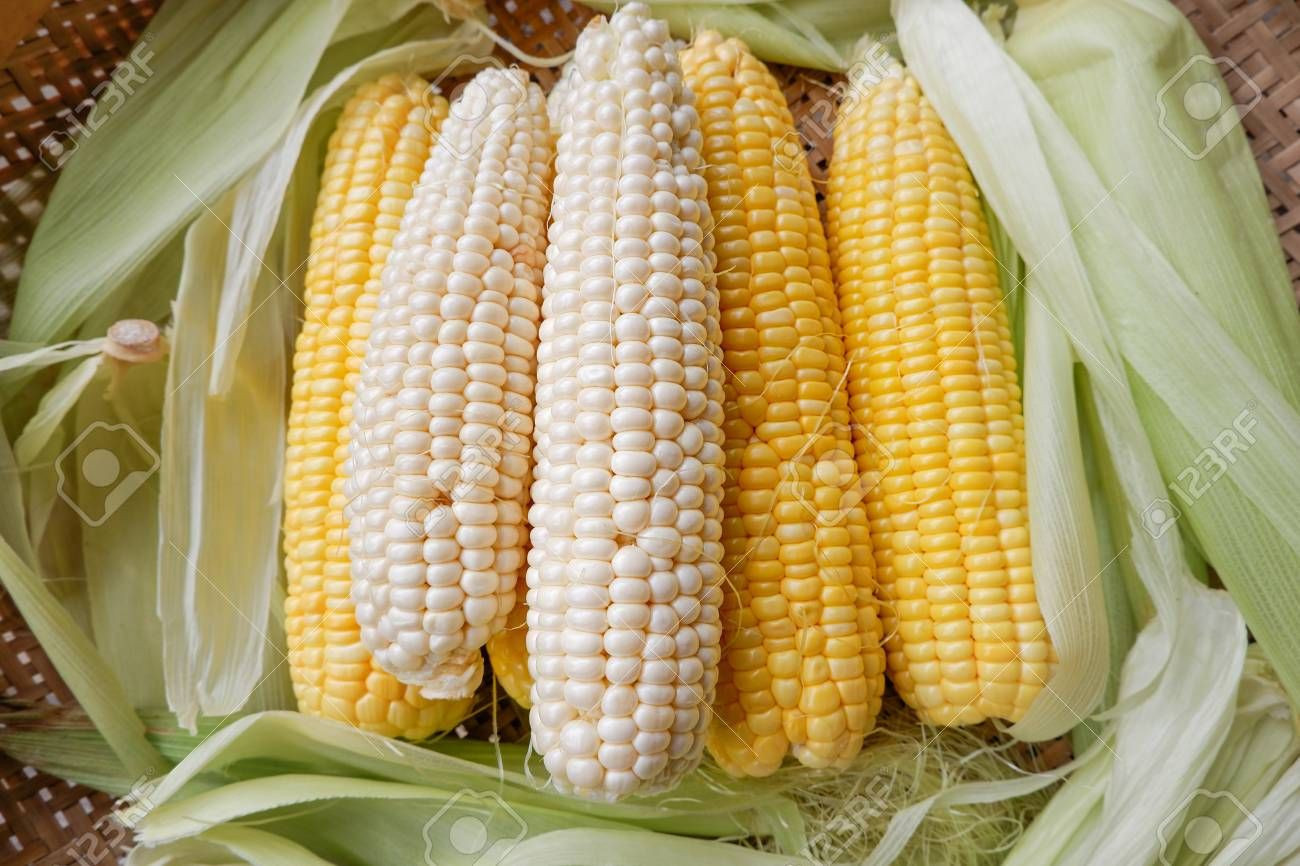 Yellow Corn & White Corn/Maize for Human & Animal Feed