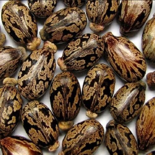 High Grade Castor Seeds