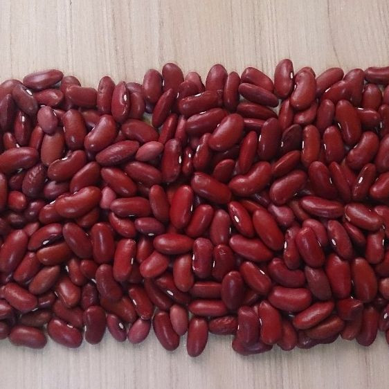 Wholesale Fresh Farm Red kidney beans
