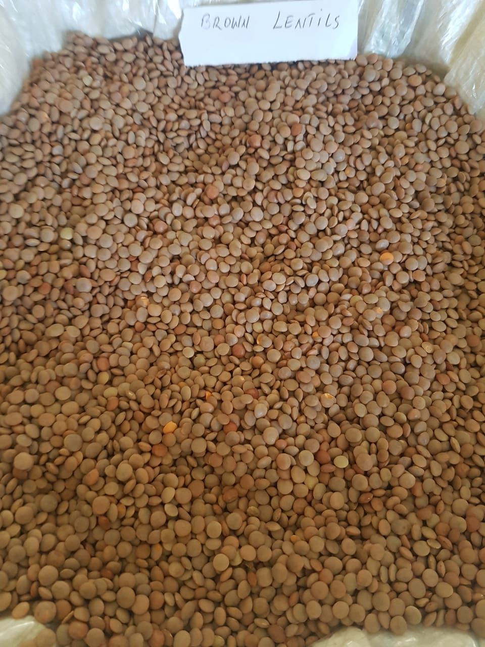 GREEN LENTILS