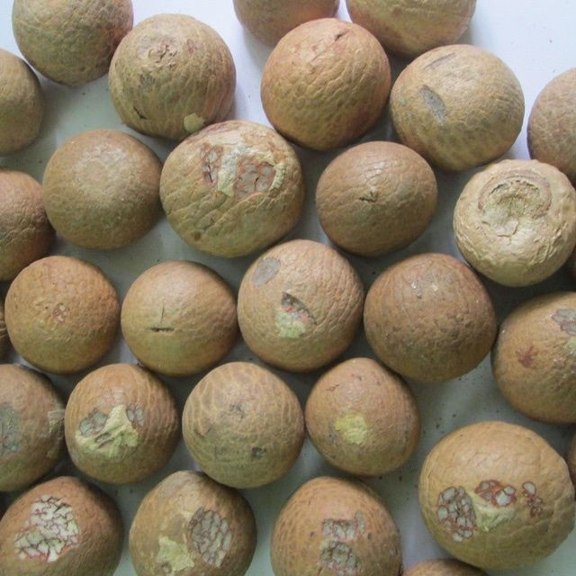 High Quality Dried Betel Nuts Dried Areca Nuts for Wholesales