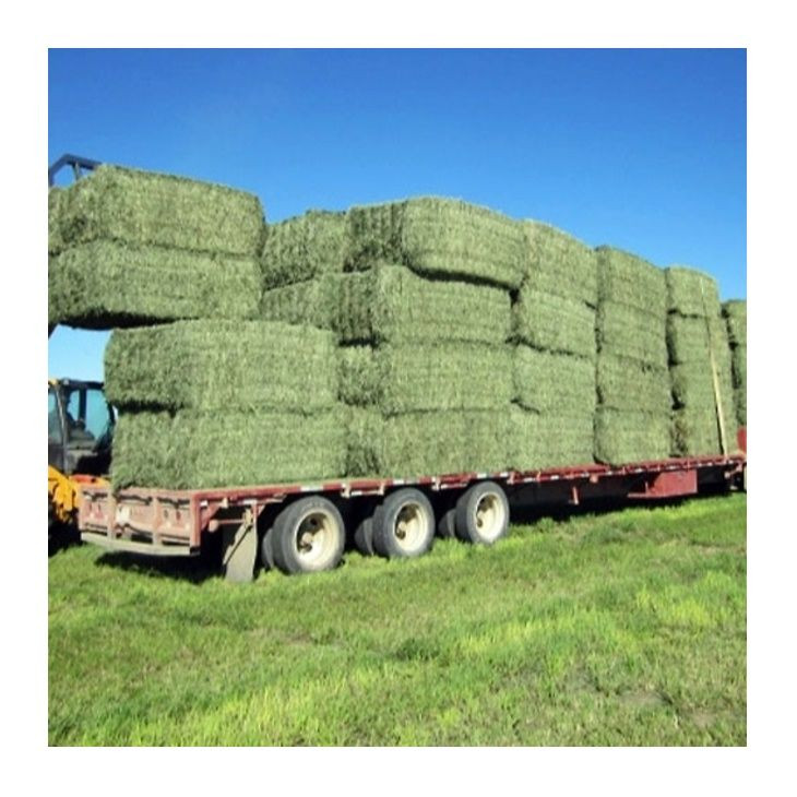 Excellent Organic Alfalfa Hay/Alfalfa Grass Hay/Alfalfa Hay Pellets For Animal Feed for sale