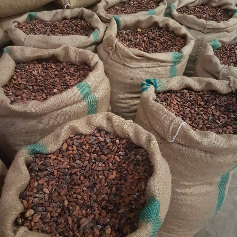 Dry Cocoa Beans For Sale