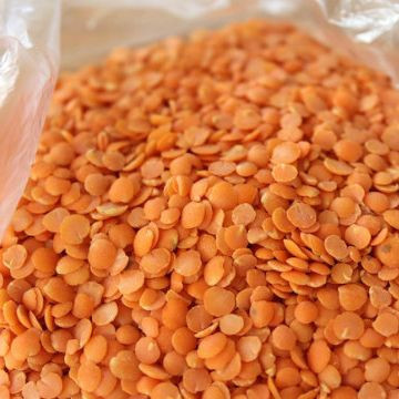 Red Lentils Whole and Split Available Best Quality, New Crop