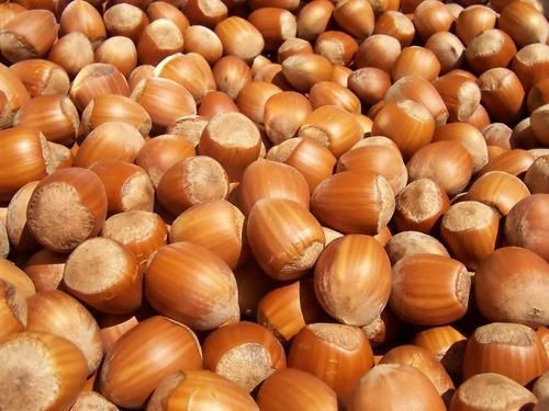 High Quality Dried Hazel Nuts for Sale