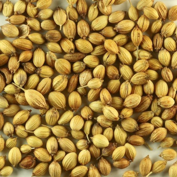 New Crop Good Quality Coriander Seeds