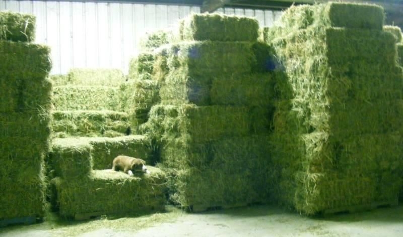 Alfafa Hay for Animal Feeding