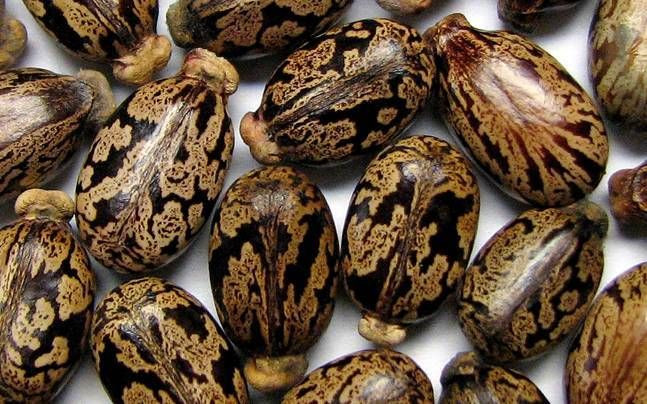 High Grade Castor Seeds