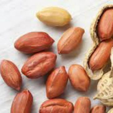 Raw Peanut Raw Groundnuts Peanut in Shell White and Red Peanut