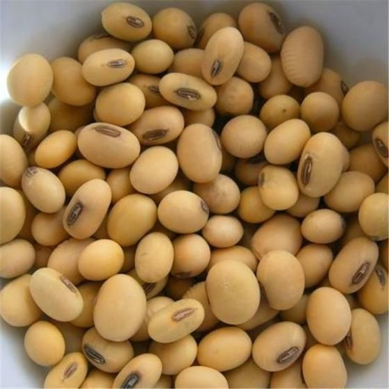 best choice soybeans