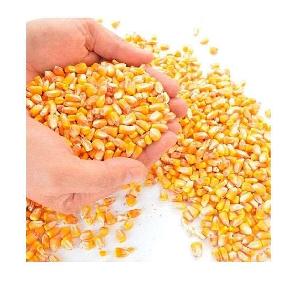 cheap price High quality Yellow Corn/Maize for Animal Feed for sale