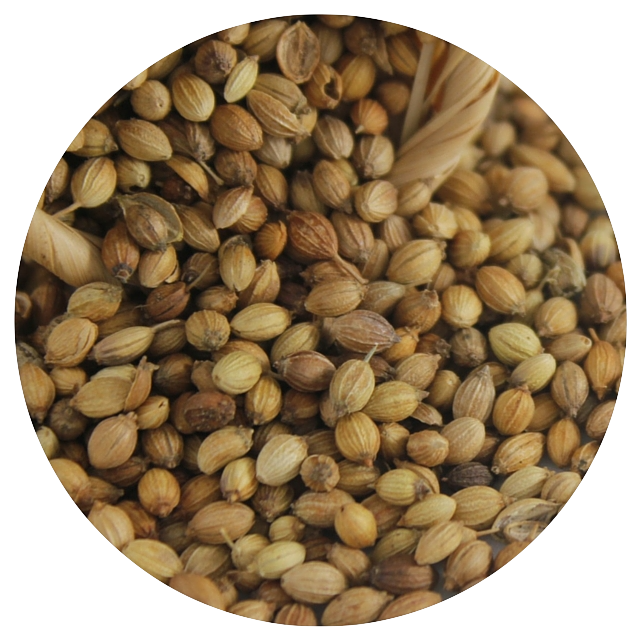 Coriander Seeds Wholesale high quality pure seeds split bulk Coriander Caraway seeds plant