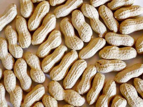 High Quality Peanuts, Ground Nut Wholesale