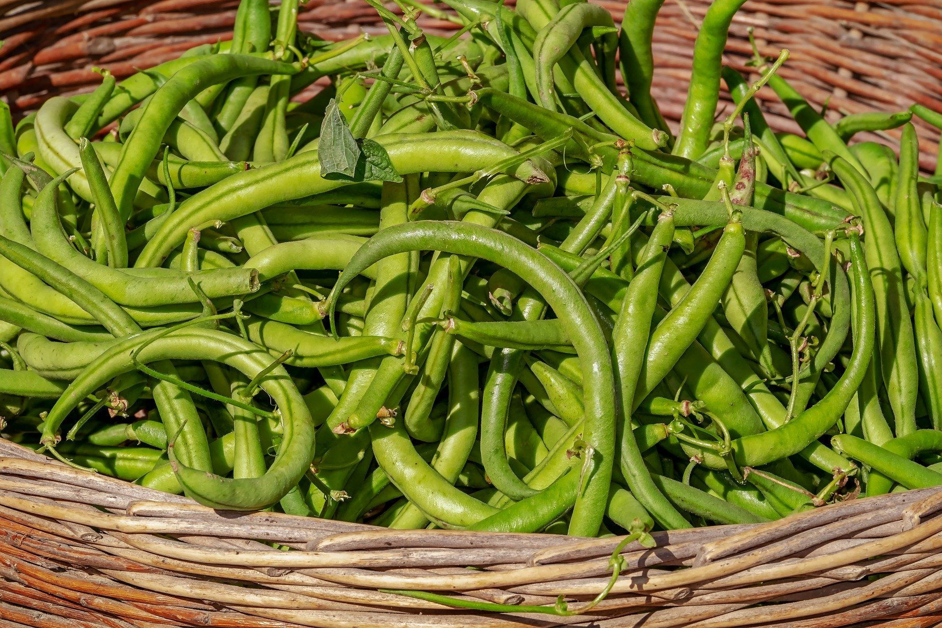 Fresh And Frozen Cut Green Beans with Good Price