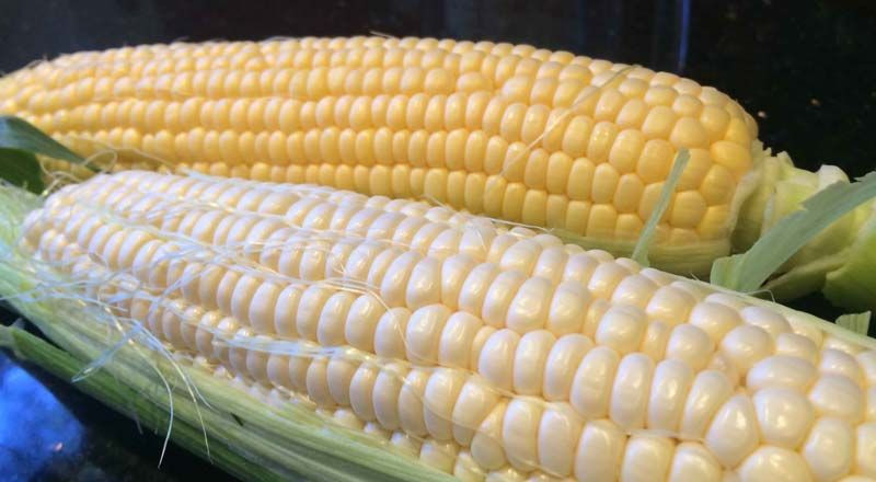 Yellow Corn & White Corn/Maize for Human & Animal Feed