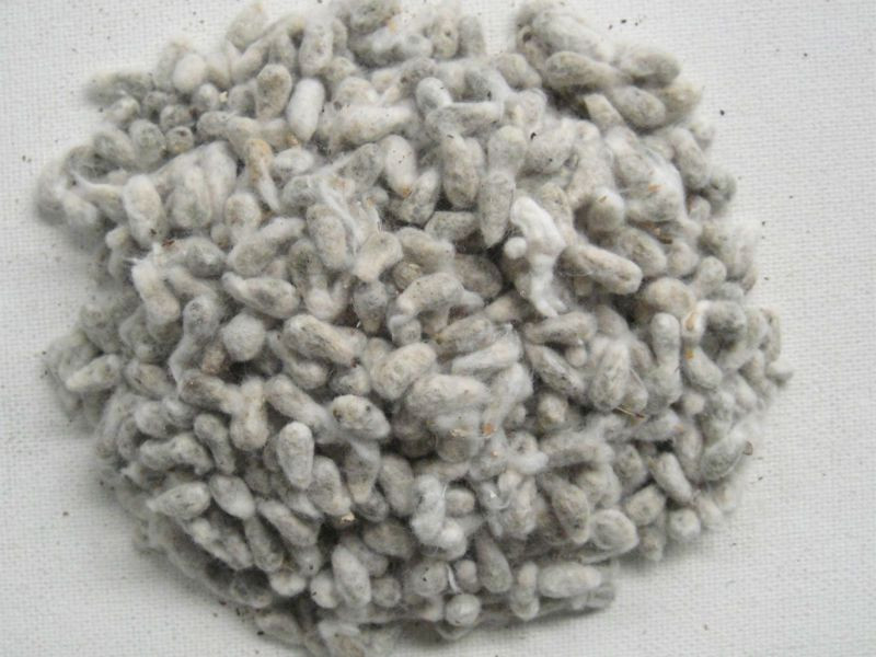 Quality Cotton Seeds For Medical Use