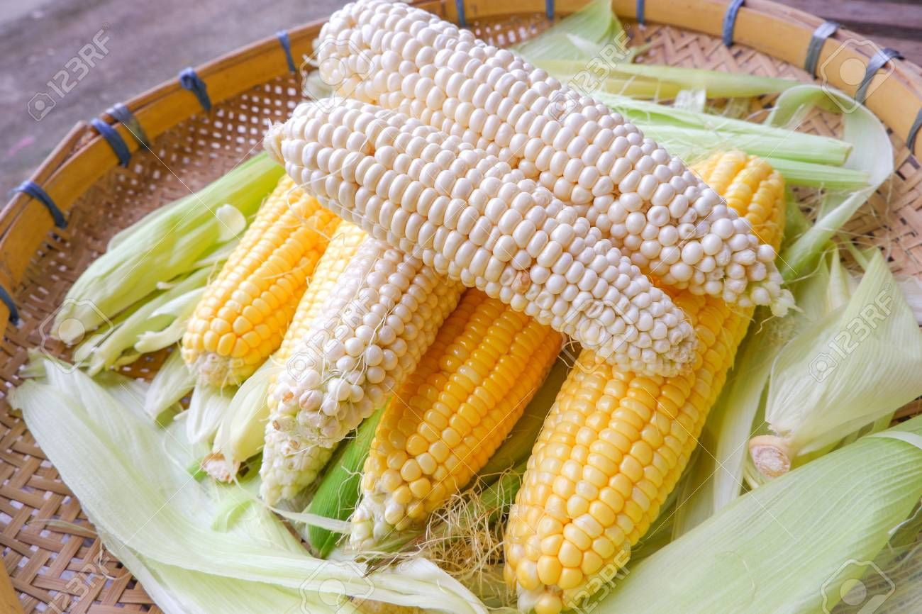 Yellow Corn & White Corn/Maize for Human & Animal Feed