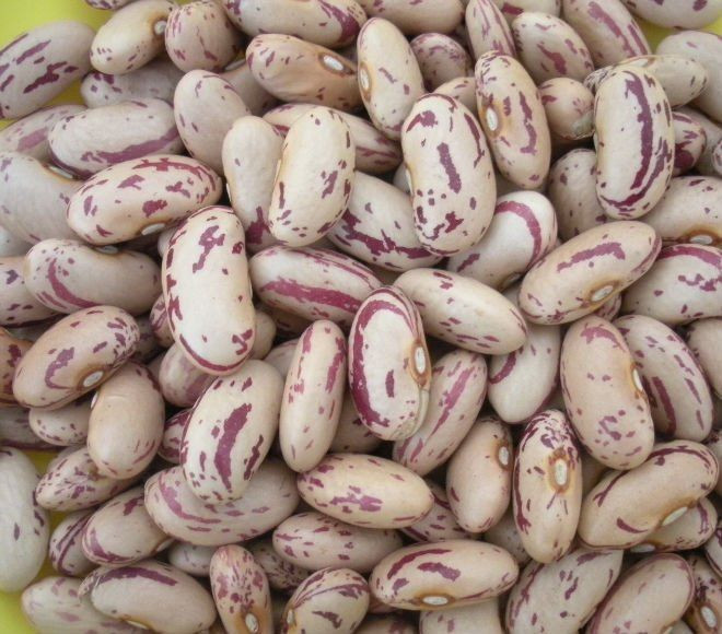 Light Speckled Kidney Beans - Long Grain Sweet Beans Sugar Beans