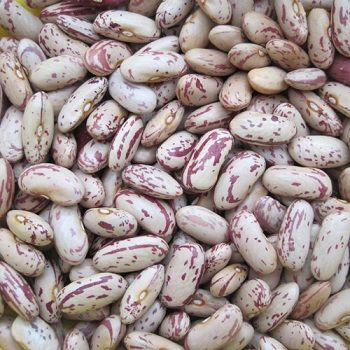 Recent Year Pinto Beans For Sell