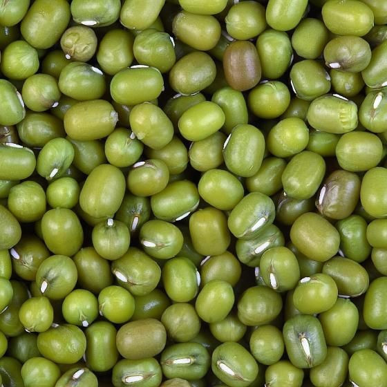 Green Mung Beans for Sale Premium Quality