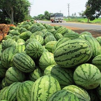 Dried Hulled Watermelon seeds for sale