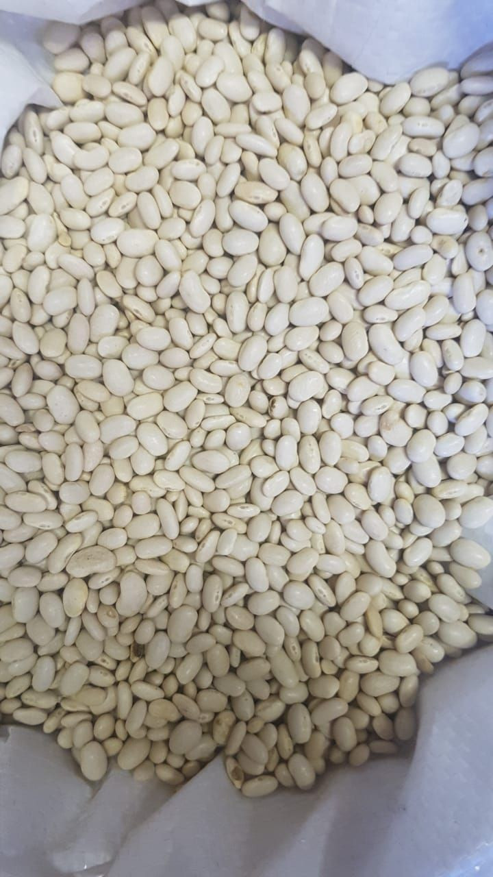 New crop white Navy Beans