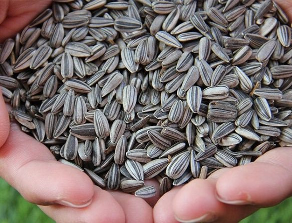 Top quality Sunflower Seeds, Sunflower Oil, Sun Flower Seeds Raw Sunflower Seeds