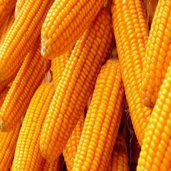 cheap price High quality Yellow Corn/Maize for Animal Feed for sale