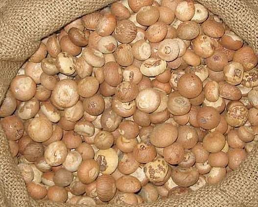 Dried Betel Nuts whole and split / Whole Betel Nut